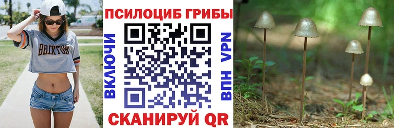Галлюциногенные грибы Psilocybe  дарнет шоп  Усть-Кут 